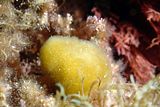 Discosporangium mesarthrocarpum3